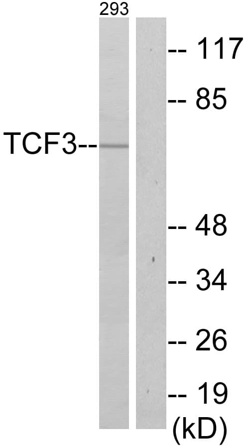 TCF3 / E2A Antibody (aa571-620)