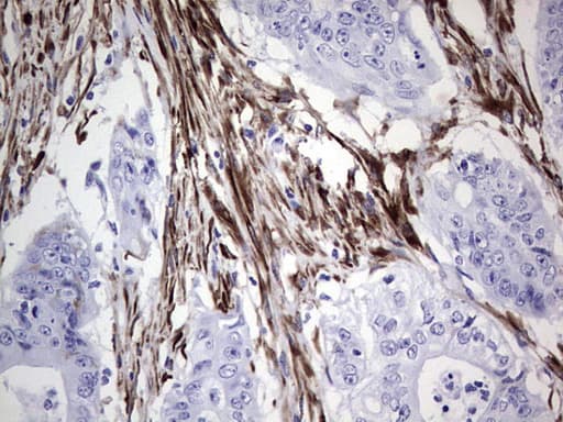 NR0B1 / DAX1 Antibody (aa161-430, clone OTI5F5)