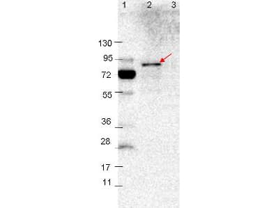 Polyclonal Rabbit anti-Borrelia burgdorferi VlsE Antibody (Liquid, WB)