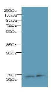 RPP14 Antibody