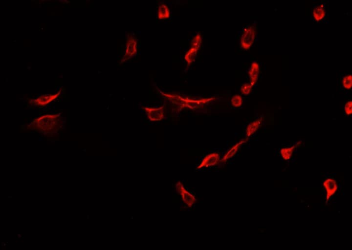 NES / Nestin Antibody
