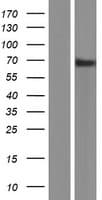 NEPH2 / KIRREL3 Protein (Over-Expression Lysate Myc-DDK (Flag))