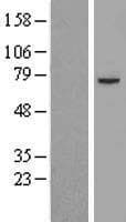 DLAT / PDC-E2 Protein (Over-Expression Lysate Myc-DDK (Flag))
