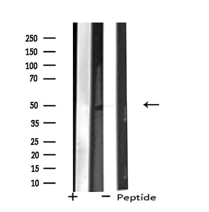 ZNF446 Antibody