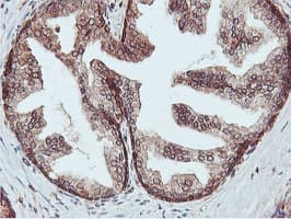 Monoclonal Mouse anti-Human APMAP / C20orf3 Antibody (clone 4F6, Carrier-free, IHC, WB)