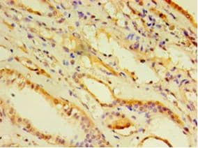 ARF6 Antibody (aa1-175)