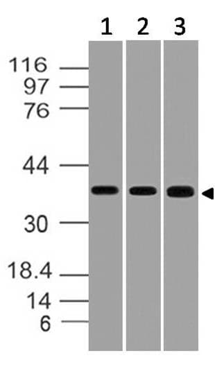 STRAP / MAWD Antibody