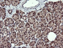 CD45 / LCA Antibody (clone OTI2F1)