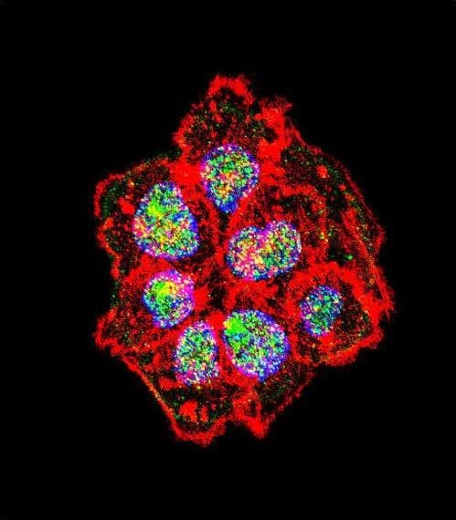SRC Antibody (aa24-52)