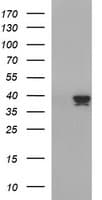 Apolipoprotein A-V Antibody (clone OTI2B11)