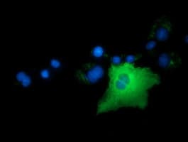 ARHGAP25 Antibody (clone OTI2D6, Carrier-free)