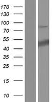 Human SURF6 Protein (Over-Expression Lysate Myc-DDK (Flag))