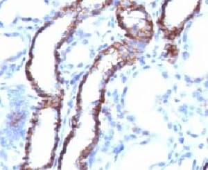 PathPlus™ CDH16 / Cadherin 16 Antibody (clone CDH16/1071)
