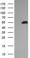 TRIM44 Antibody (clone OTI6F10)