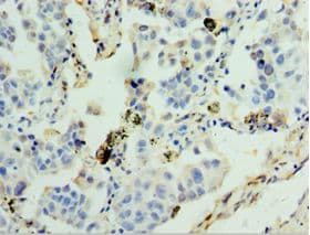 GSTA4 Antibody (aa93-222)