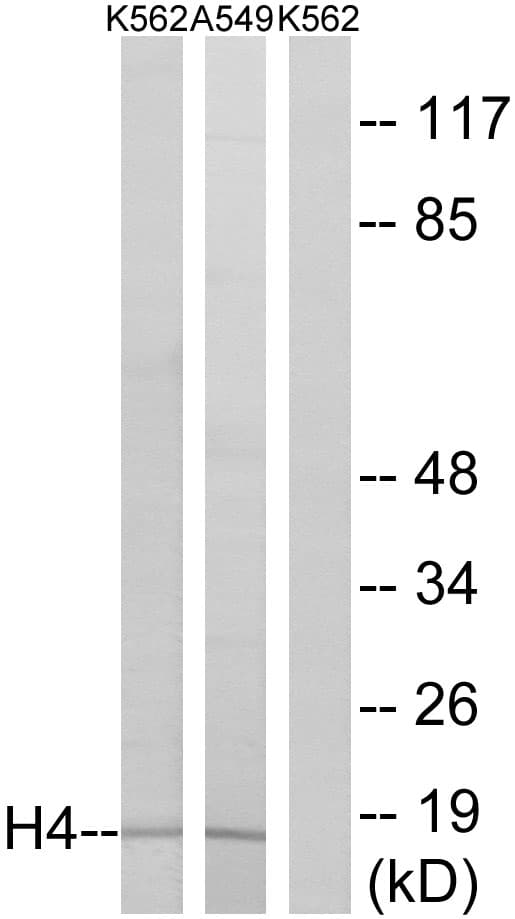 IHC-plus™ Histone H4 Antibody (aa1-50)