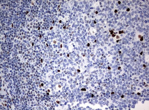 ZSCAN18 / ZNF447 Antibody (clone UMAB114, Carrier-free)