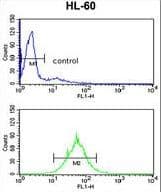 PSME2 Antibody (aa61-91)
