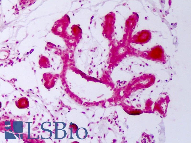 IHC-plus™ HSP70 / Heat Shock Protein 70 Antibody