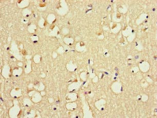 Polyclonal Rabbit anti-Human FABP7 / BLBP / MRG Antibody (IHC, IF)