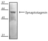 SYT1 / Synaptotagmin Antibody (clone ASV48)