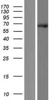 EBF2 Protein (Over-Expression Lysate Myc-DDK (Flag))