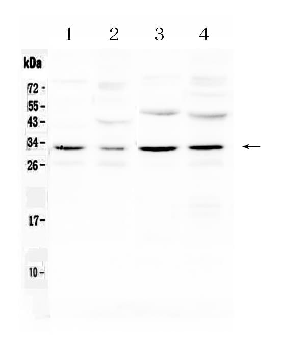 AQP3 / Aquaporin 3 Antibody