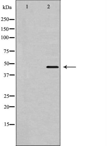 SLC16A3 Antibody