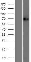 FOXK2 / ILF Protein (Over-Expression Lysate Myc-DDK (Flag))