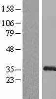 GFRA4 Protein (Over-Expression Lysate Myc-DDK (Flag))