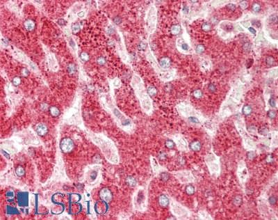 CRIP1 Antibody (N-Terminus)