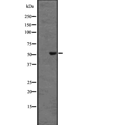 DRD5 / Dopamine Receptor D5 Antibody