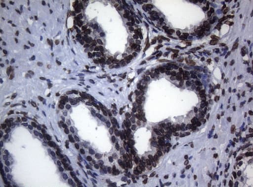 BCL6 Antibody (aa1-300, clone OTI1C3, Carrier-free)