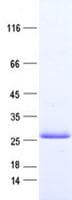 Human CIB3 Protein (Recombinant His, N-Terminal)