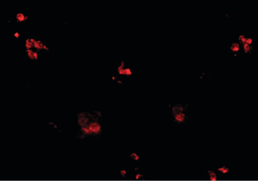IHC-plus™ KCTD15 Antibody