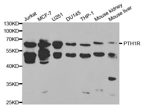 PTHR / PTHR1 Antibody