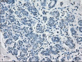 CD32A Antibody (clone OTI9C6, Carrier-free)