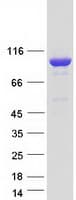 Human GAPIII / RASA3 Protein (Recombinant Myc-DDK (Flag))