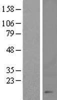 Human CHTF8 / C10orf18 Protein (Over-Expression Lysate Myc-DDK (Flag))
