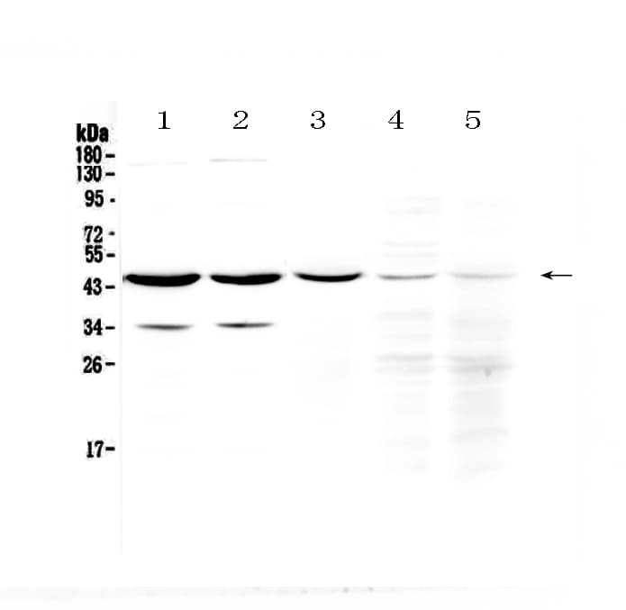 HOMER3 / Homer 3 Antibody