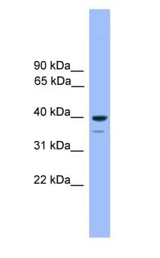 OR1C1 Antibody (aa201-250)