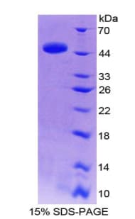 Horse IL-10 Protein (Recombinant His-GST)