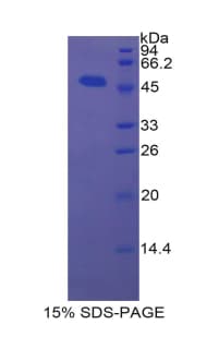 Pig BMP4 Protein (Recombinant His-GST)