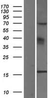 YPEL3 Protein (Over-Expression Lysate Myc-DDK (Flag))