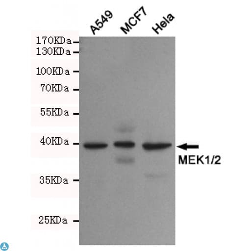 MAP2K1 / MKK1 / MEK1 Antibody