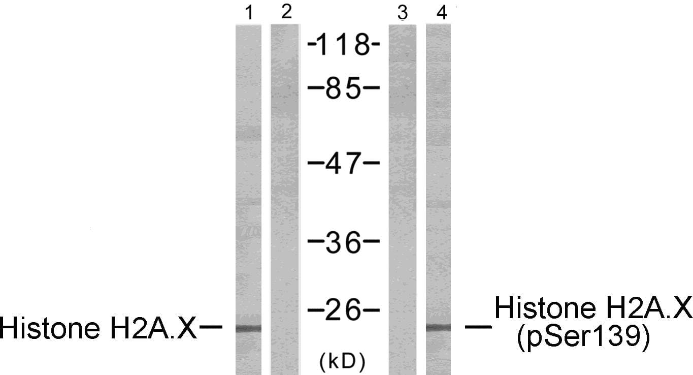 Polyclonal Rabbit anti-Human H2AFX / H2AX Antibody (phospho-Ser139, WB)