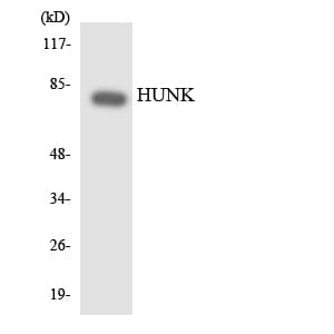 IHC-plus™ HUNK / B19 Antibody (aa238-287)