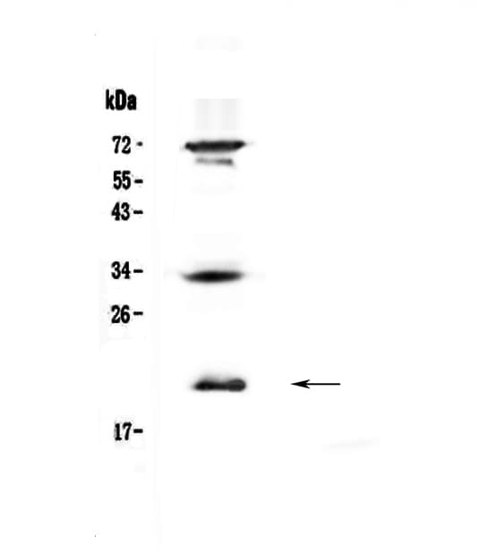 IL17B Antibody