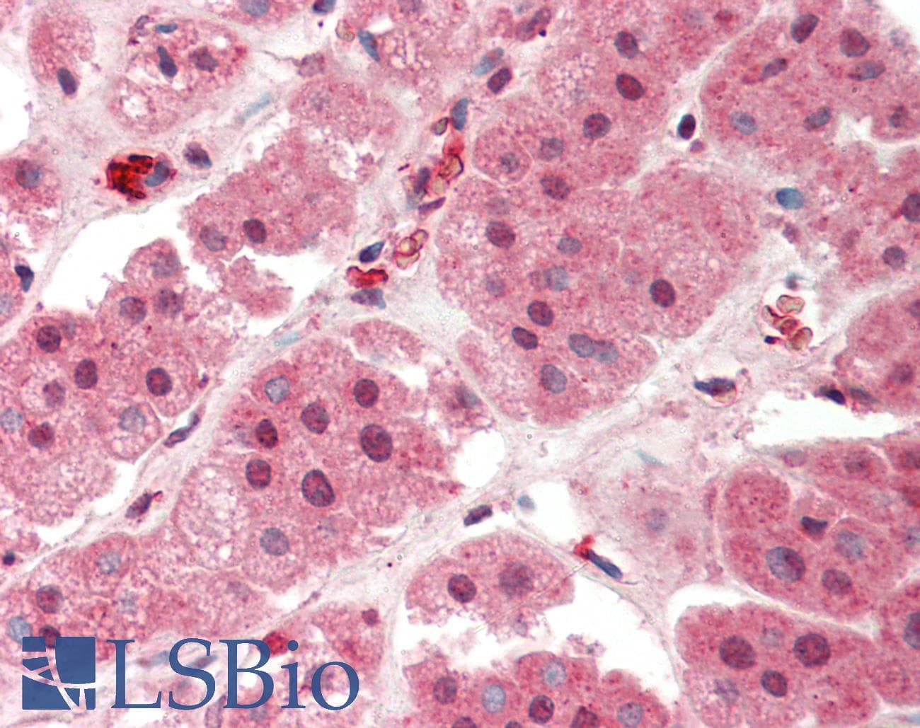 STK19 Antibody (aa167-216)
