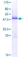 Human HN1 / ARM2 Protein (Recombinant GST)